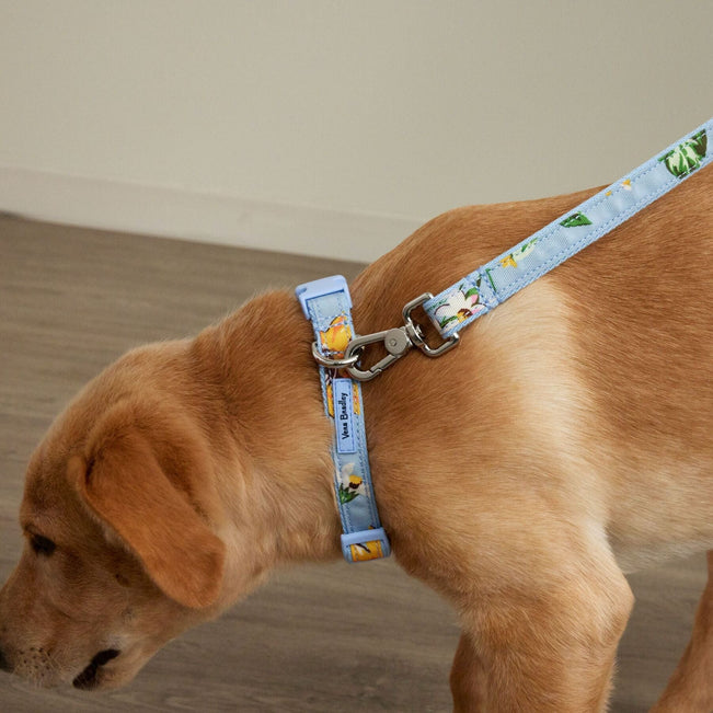 Vera bradley shop dog collar